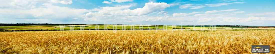 Altın-Buğday-Tarlası-Panoramic-Görüntüsü-3D-Üç-Boyutlu-Mutfak-Tezgah-Arası-Cam