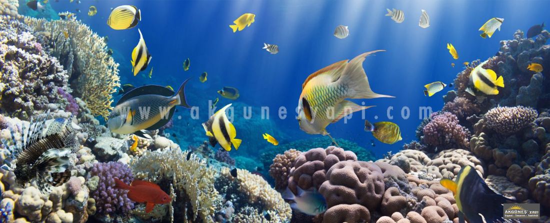 Deniz-Altı-Tatlı-Su-Balıkları-3D-Üç-Boyutlu-Mutfak-Tezgah-Arası-Cam