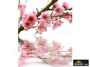 Bahar-Çiçekli-Kiraz-Ağacı-3D-Üç-Boyutlu-Duvar Kağıdı