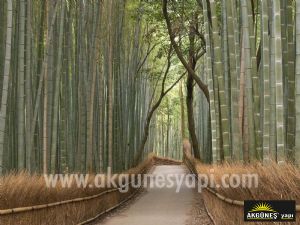 Arashiyama-Japonya-Bambu Koru-3D-Üç-Boyutlu-Duvar Kağıdı