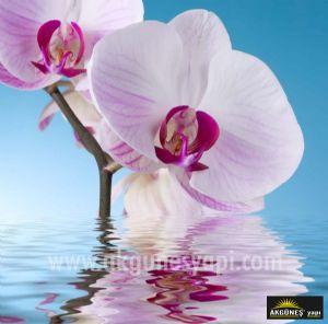 Su-Üzerinde-Toz-Pembe-Orkide-Çiçeği-3D-Üç-Boyutlu-Duvar Kağıdı