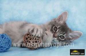 Küçük-Sevimli-Oyuncu-Kedi-3D-Üç-Boyutlu-Duvar Kağıdı
