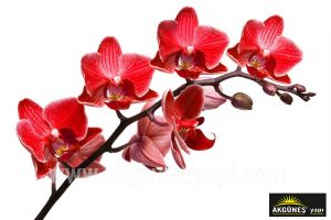 Kırmızı-Orkide-Çiçeği-3D-Üç-Boyutlu-Duvar Kağıdı