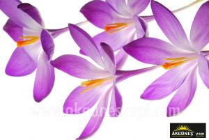 Mor-Orkide-Çiçekler-3D-Üç-Boyutlu-Duvar Kağıdı