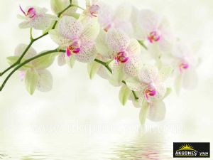 Beyaz-Orkide-Çiçeği-3D-Üç-Boyutlu-Duvar Kağıdı